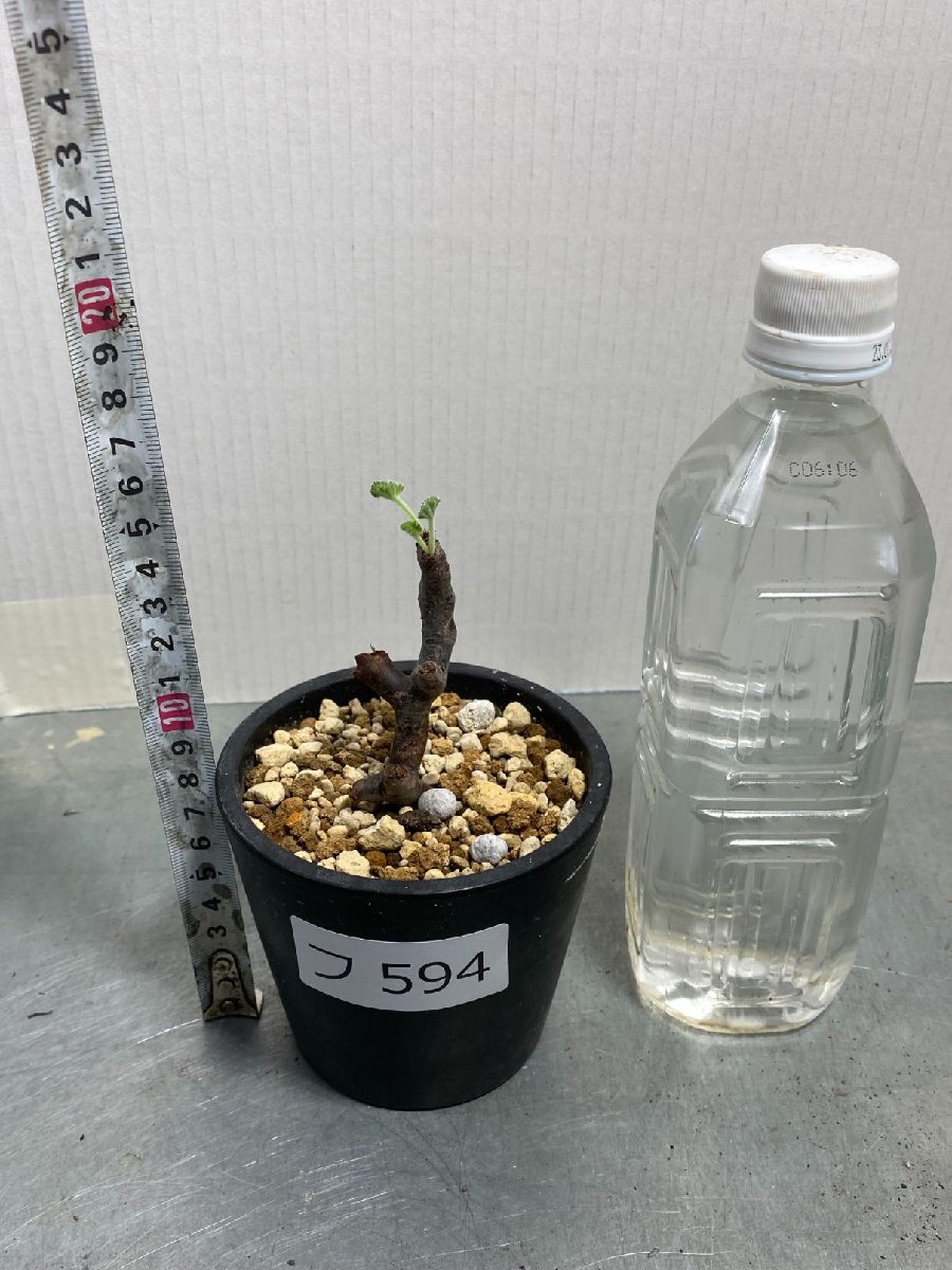 ペラルゴニウム・ミラビレの切り枝を水耕で発根管理してみる mirabile