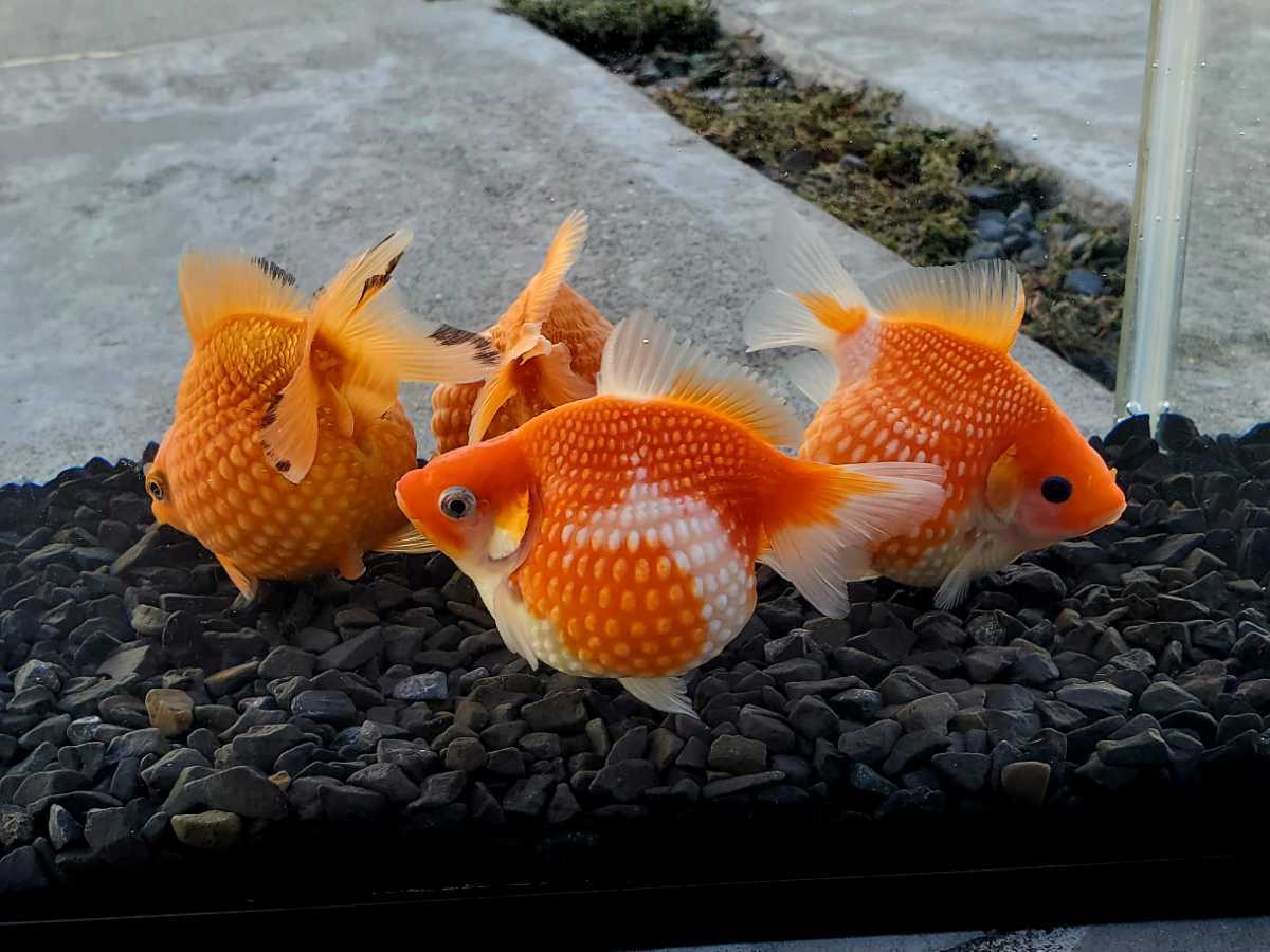 国産☆ピンポンパール☆4匹セット☆約8.5cm☆当歳☆上質☆丈夫☆金魚