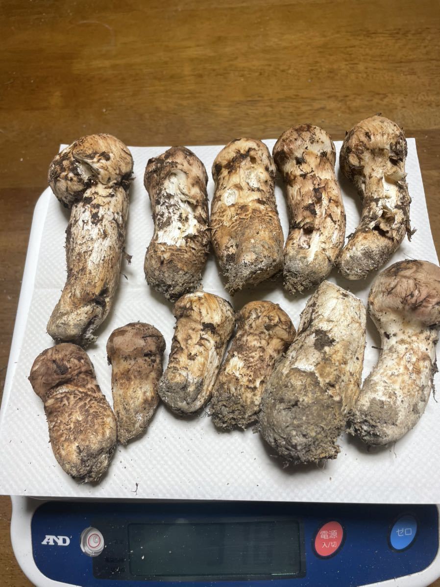  訳あり 長野県産 松茸 ③(マツタケ)｜売買されたオークション情報、yahooの商品情報をアーカイブ公開 - オークファン マツタケ