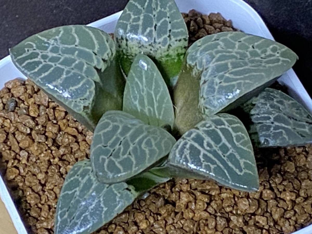 新品未使用 多肉植物 ハオルシア 中島実生 伊豆クリスタル