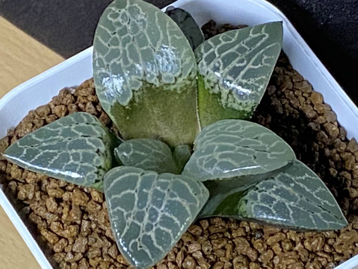 新品未使用 多肉植物 ハオルシア 中島実生 伊豆クリスタル