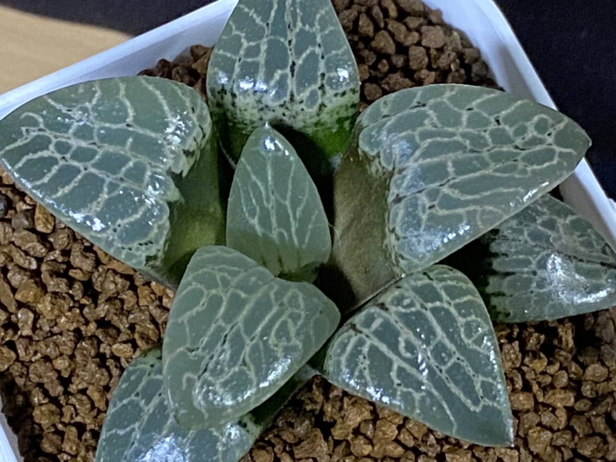 新品未使用 多肉植物 ハオルシア 中島実生 伊豆クリスタル