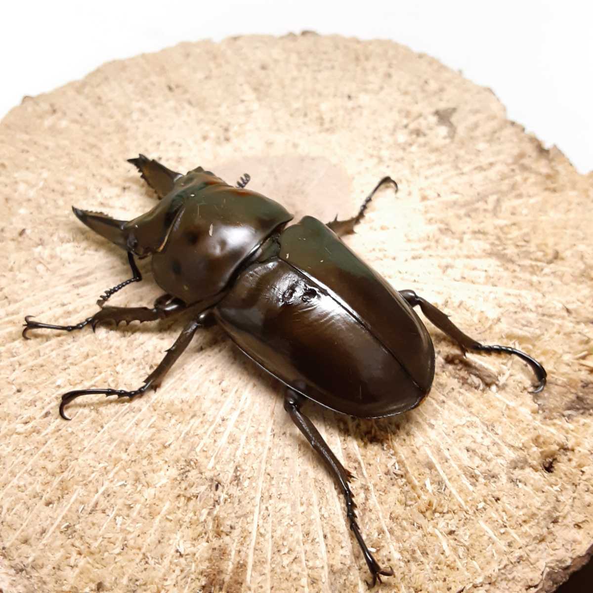 ババオウゴンオニ4♂2♀産卵用カワラ菌糸付き