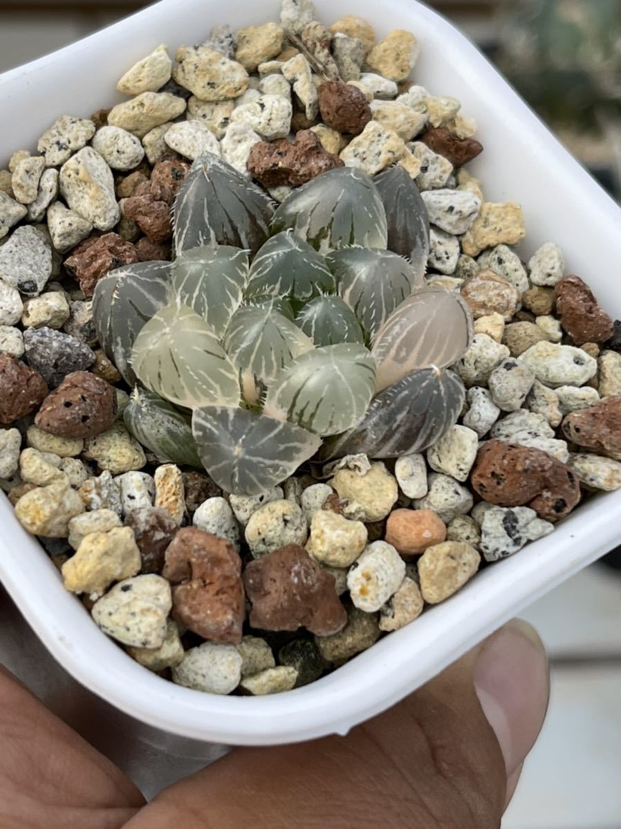 多肉植物 ハオルチア 赤線レンズオブツーサ錦 極上斑G ハオルチア 多肉