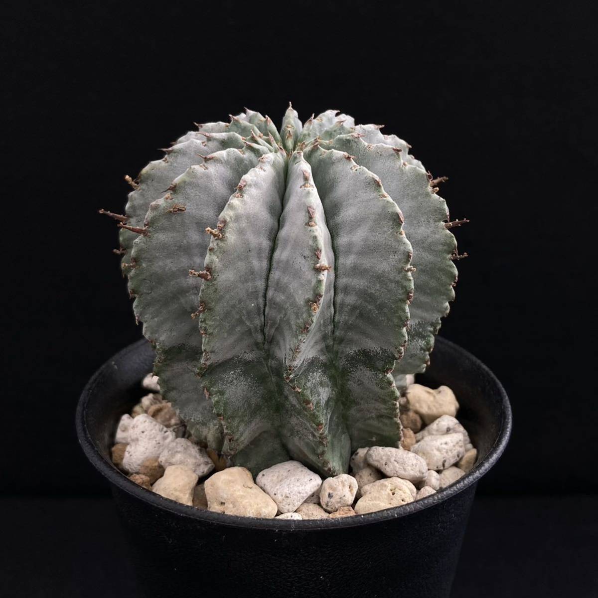ユーフォルビア σ horrida Euphorbia 螺旋大型白ホリダ サボテン 