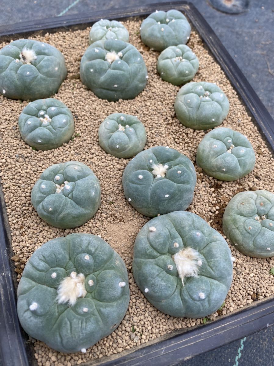 銀冠玉大疣カキコ自根 Lophophora Williamson サボテン