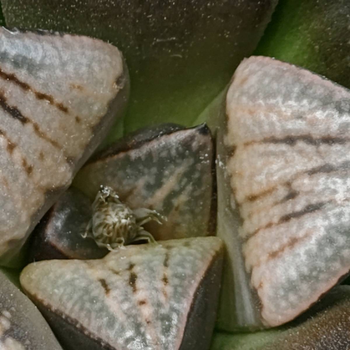 h1056391203.1