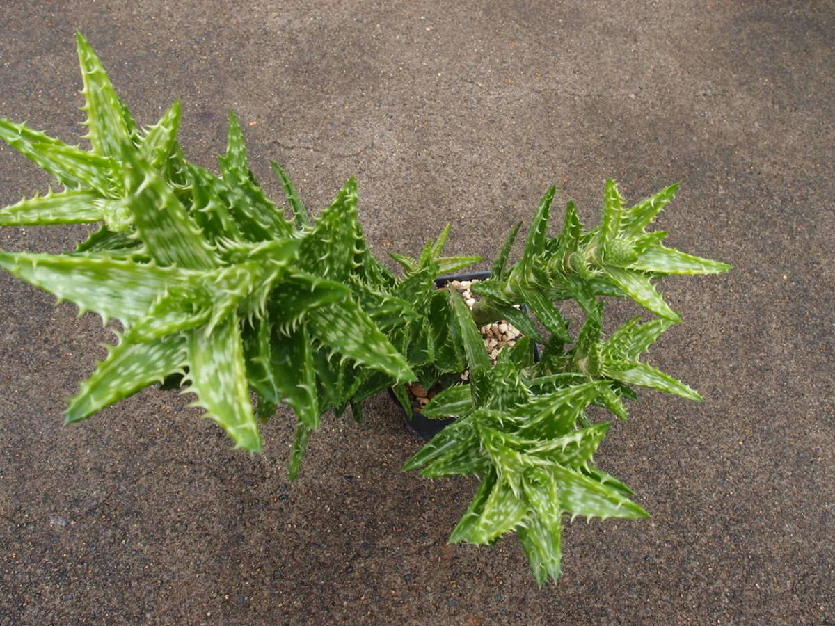 ♪♪アロエ 翡翠殿錦 7頭立 多肉植物♪♪