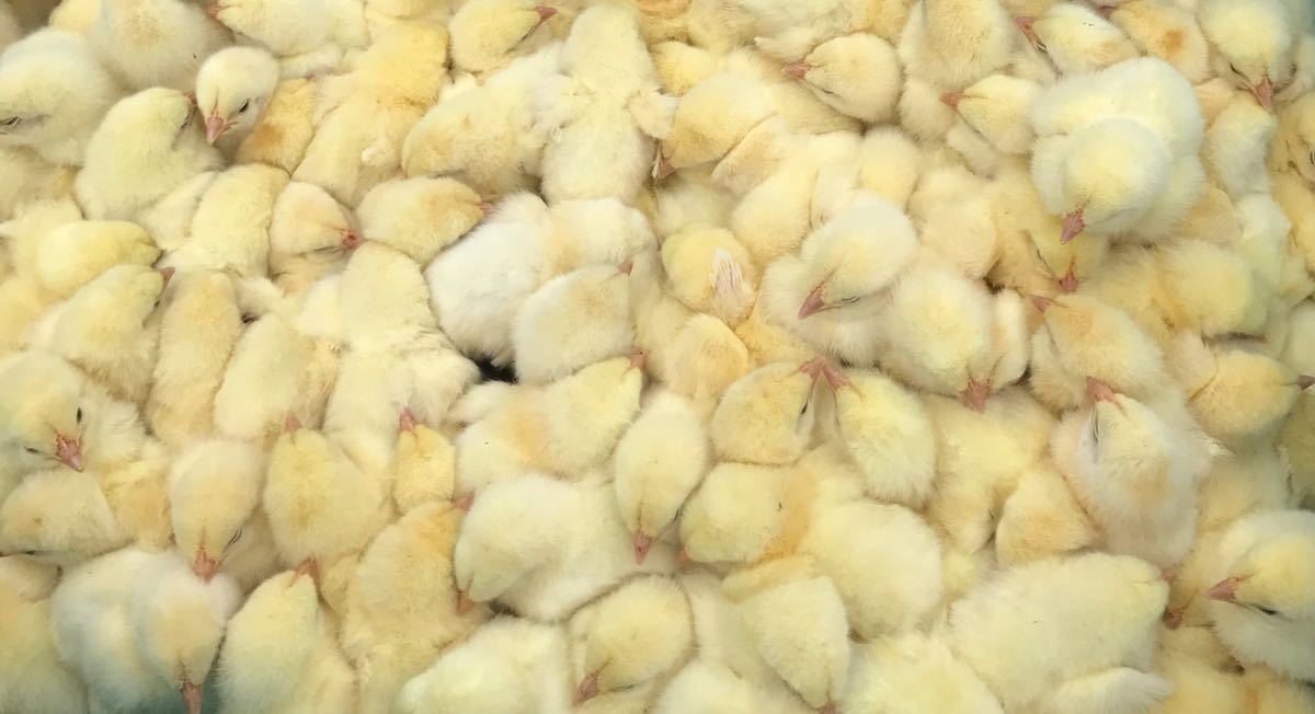 冷凍ヒヨコ450羽12300円まとめ買いが大変お得！爬虫類、猛禽類、古代魚