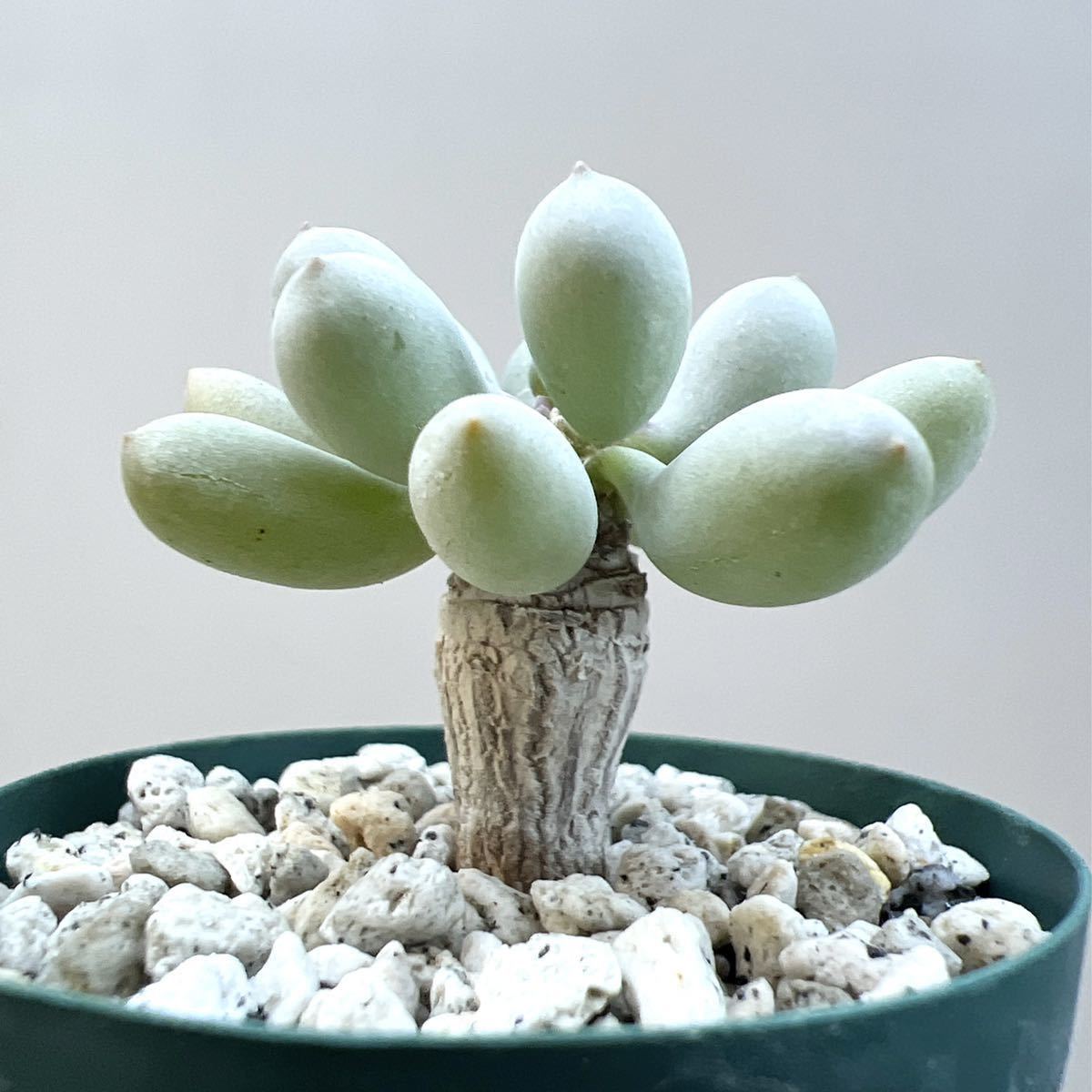 Othonna clavifolia オトンナ クラビフォリア 実生 検)多肉植物 塊根植物 コーデックス 