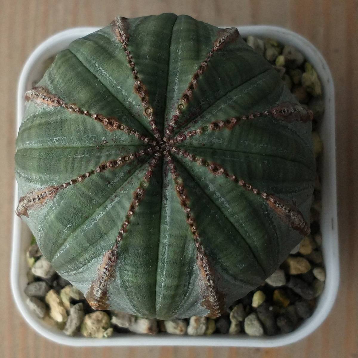 オベサ ユーフォルビア 木質化 Obesa | - B7367☆超巨大8cm木化株