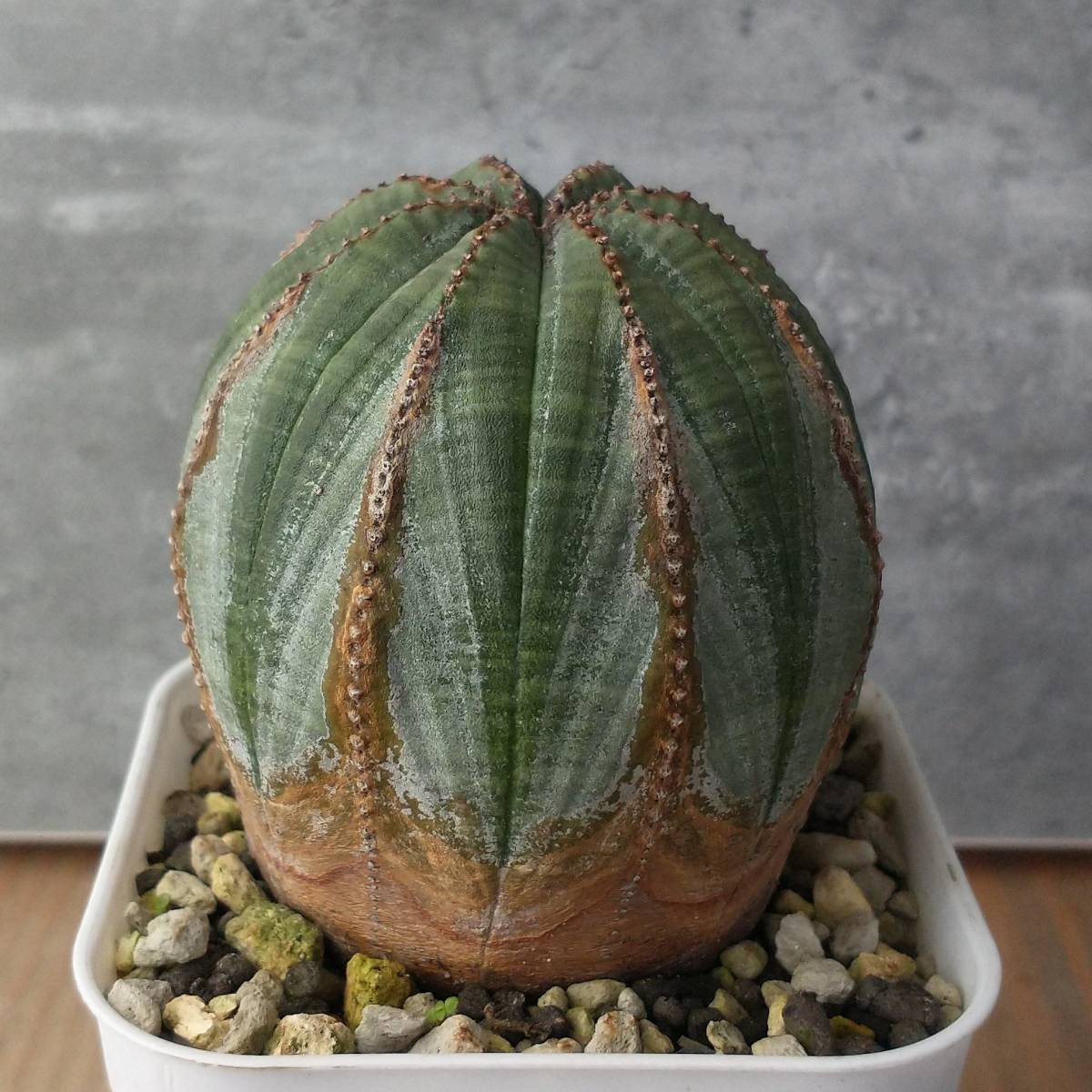 オベサ ユーフォルビア 木質化 Obesa | - B7367☆超巨大8cm木化株