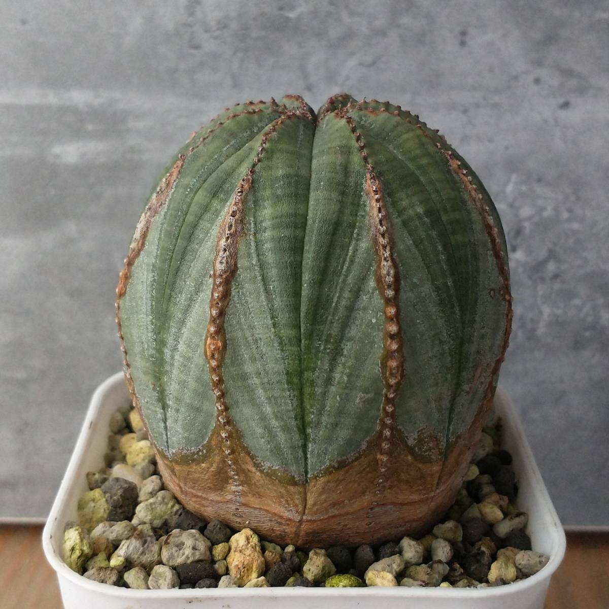 オベサ ユーフォルビア 木質化 Obesa | - B7367☆超巨大8cm木化株