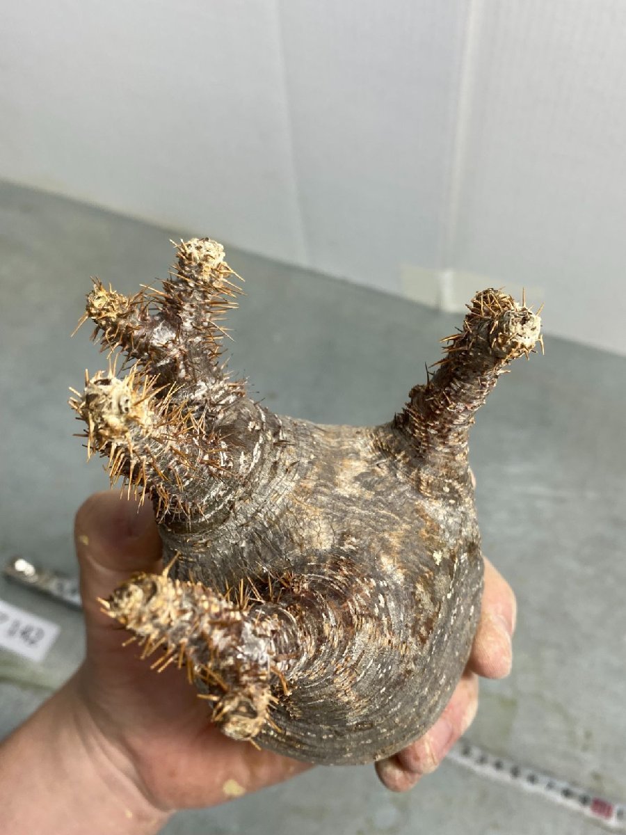 パキポディウム グラキリス 現地株　抜き苗発送 マ142 「現地株」パキポディウム グラキリス S 抜き苗【10/18最新到着