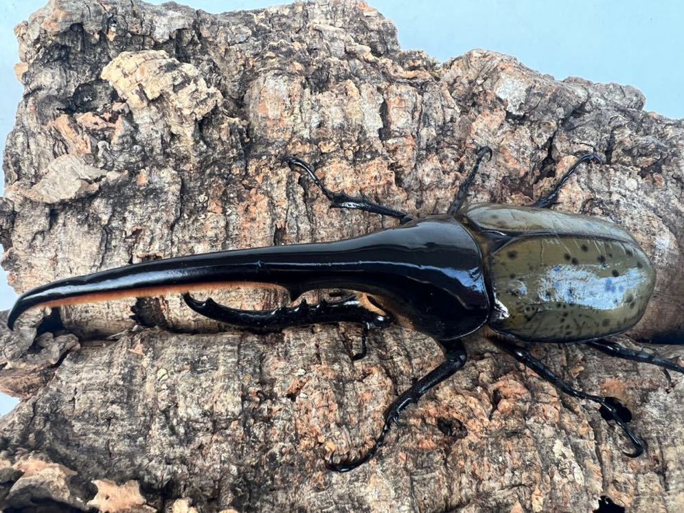 ヘラクレスオオカブト ヘラクレス・ヘラクレス ♂155mm 標本