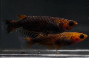 現物出品　極上 五式タイプＲ　ＧＯＤ　1ペア 五式タイプR GODのYahoo!オークション(旧ヤフオク!)の相場・価格を見る
