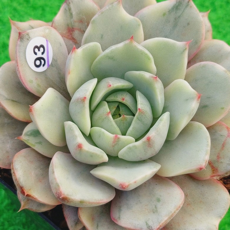 1106-W493 ベンバディス(錦) エケベリア 多肉植物 韓国苗