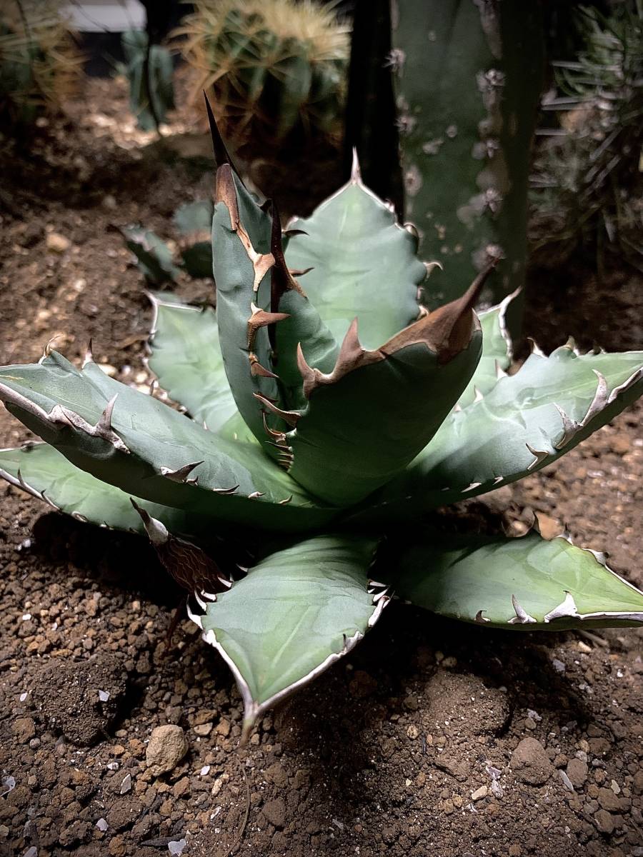 ◎ Agave アガベ ◎ 旧来 SPナンバーワン ◎ サボテン 多肉植物 アガベ