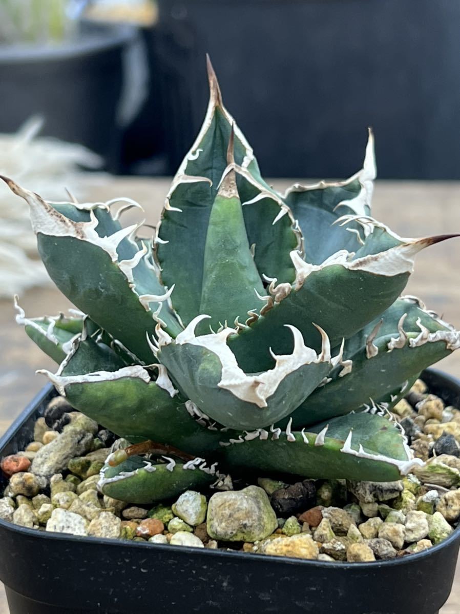 アガベSAD育成株