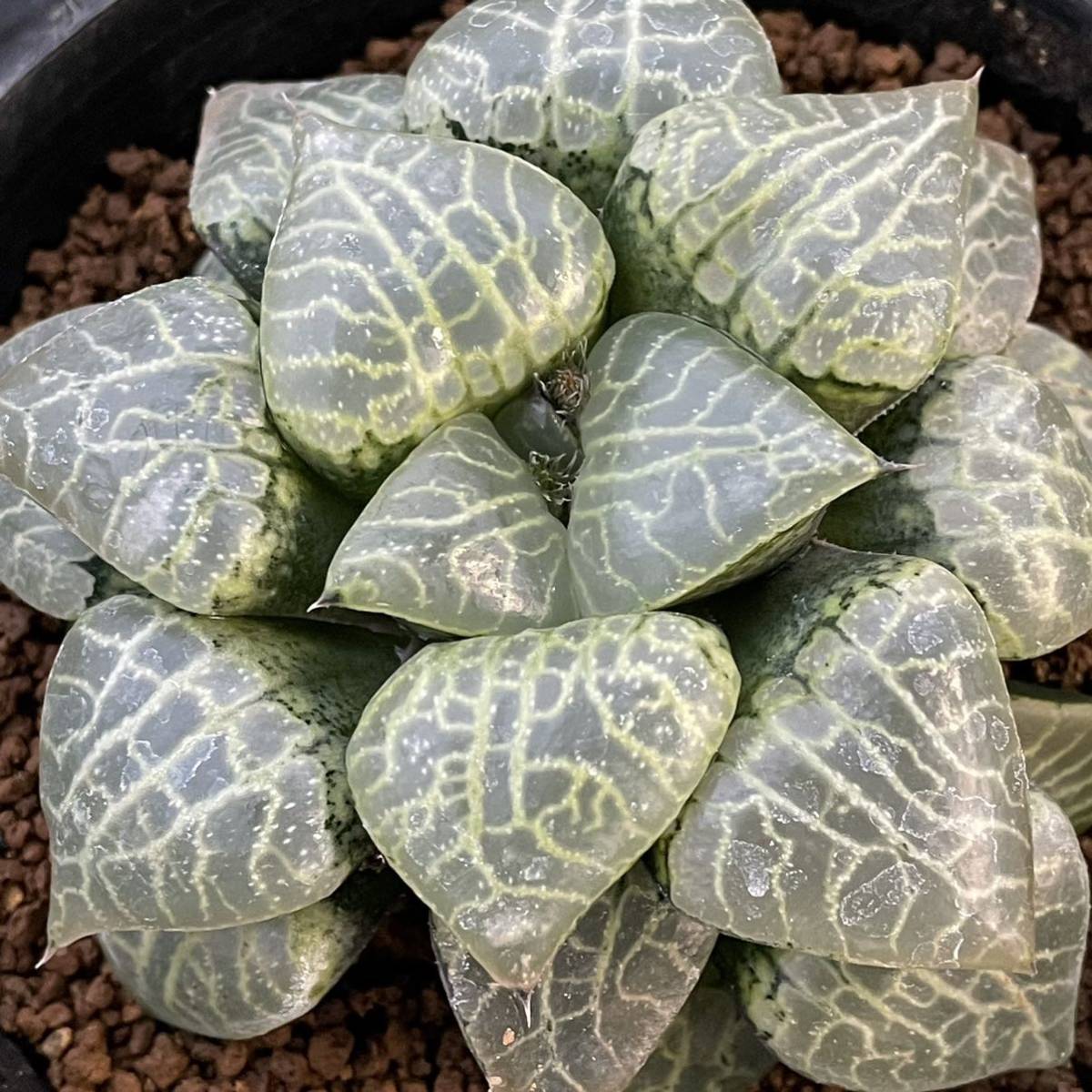 カリバナス フーケリー calibanus hookeri 国内実生（多肉植物 観葉