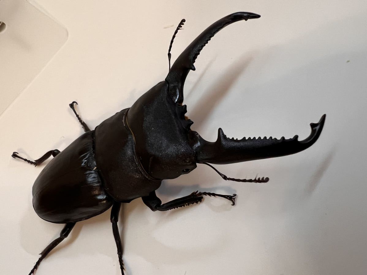 パラワンオオヒラタクワガタ♂106.3mm +♀53mm up＋♂97mm（欲しい方