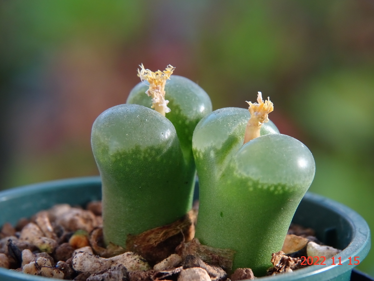 オフタルモ種子 多肉植物 （コノフィツム属の色々な品種と育て方