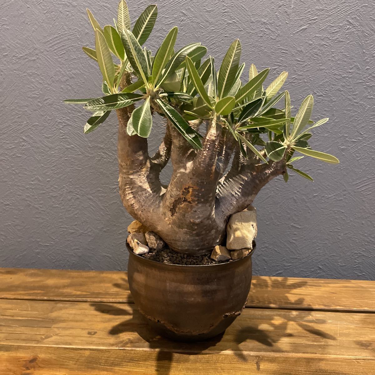 パキポディウムカクチペス カクチペス 塊根植物 信楽焼き 発根済み  