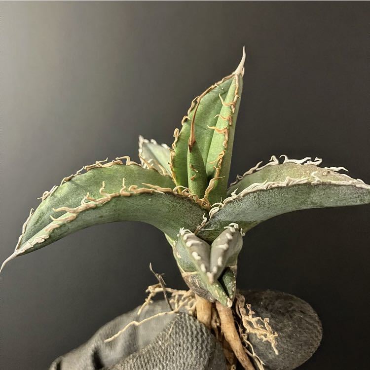 アガベ オテロイ Agave . A FO-076 fo oteroi titanota チタノタ