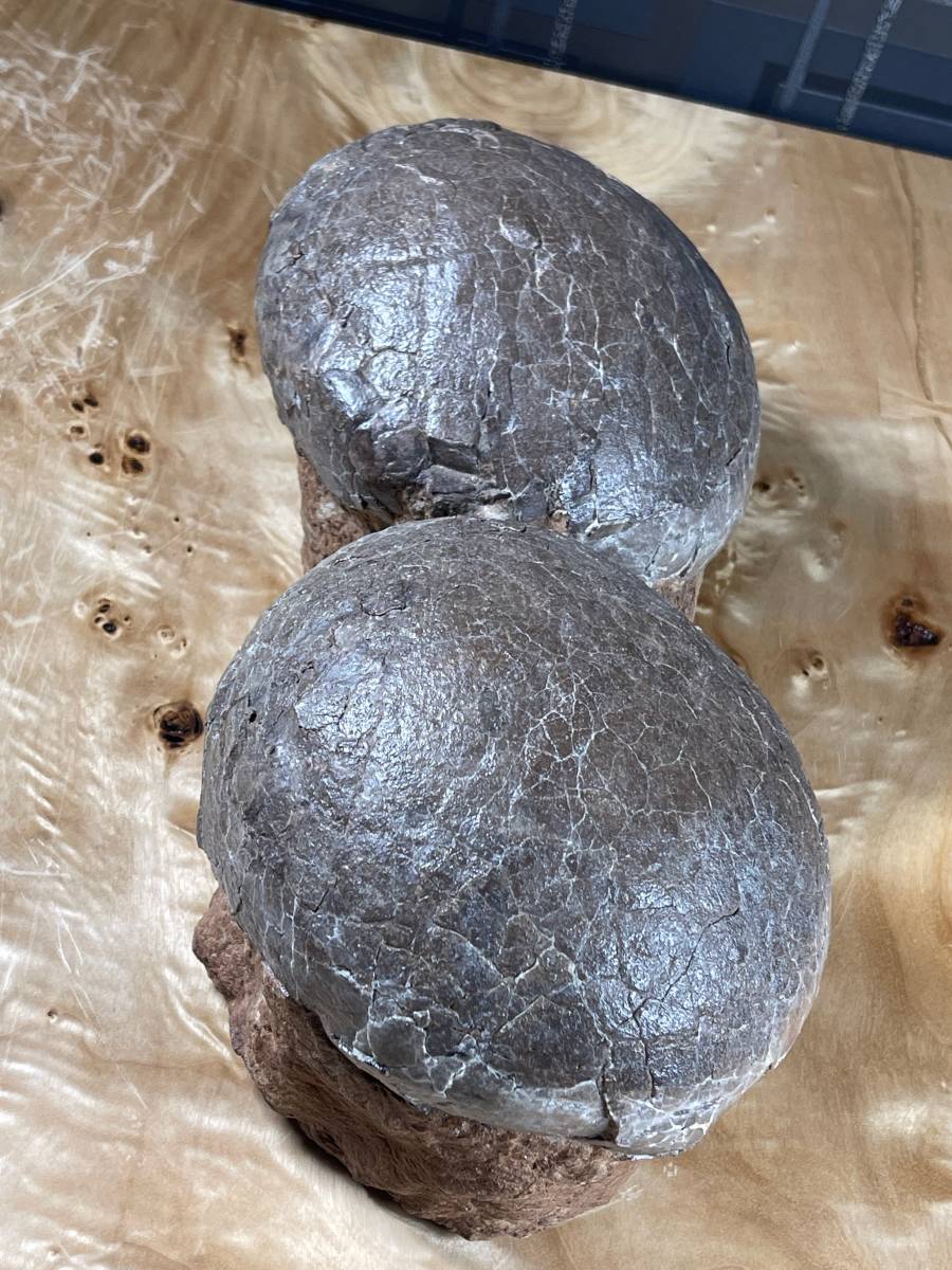博物館 級 】 恐竜 の 卵 ハドロサウルス 本物 卵の巣 化石 卵2個 