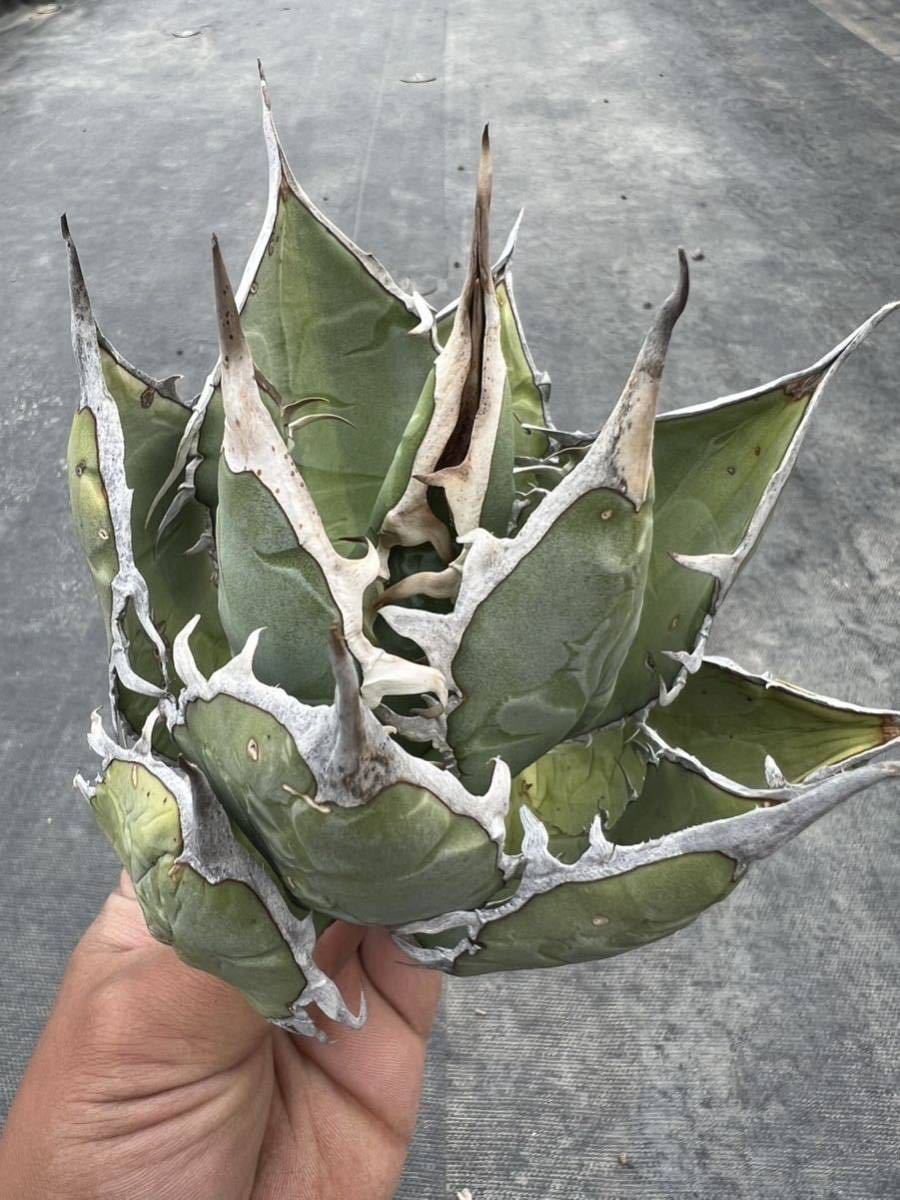 1. Agave oteroi (Oaxaca)アガベ オテロイ オアハカ産 Agave アガベ