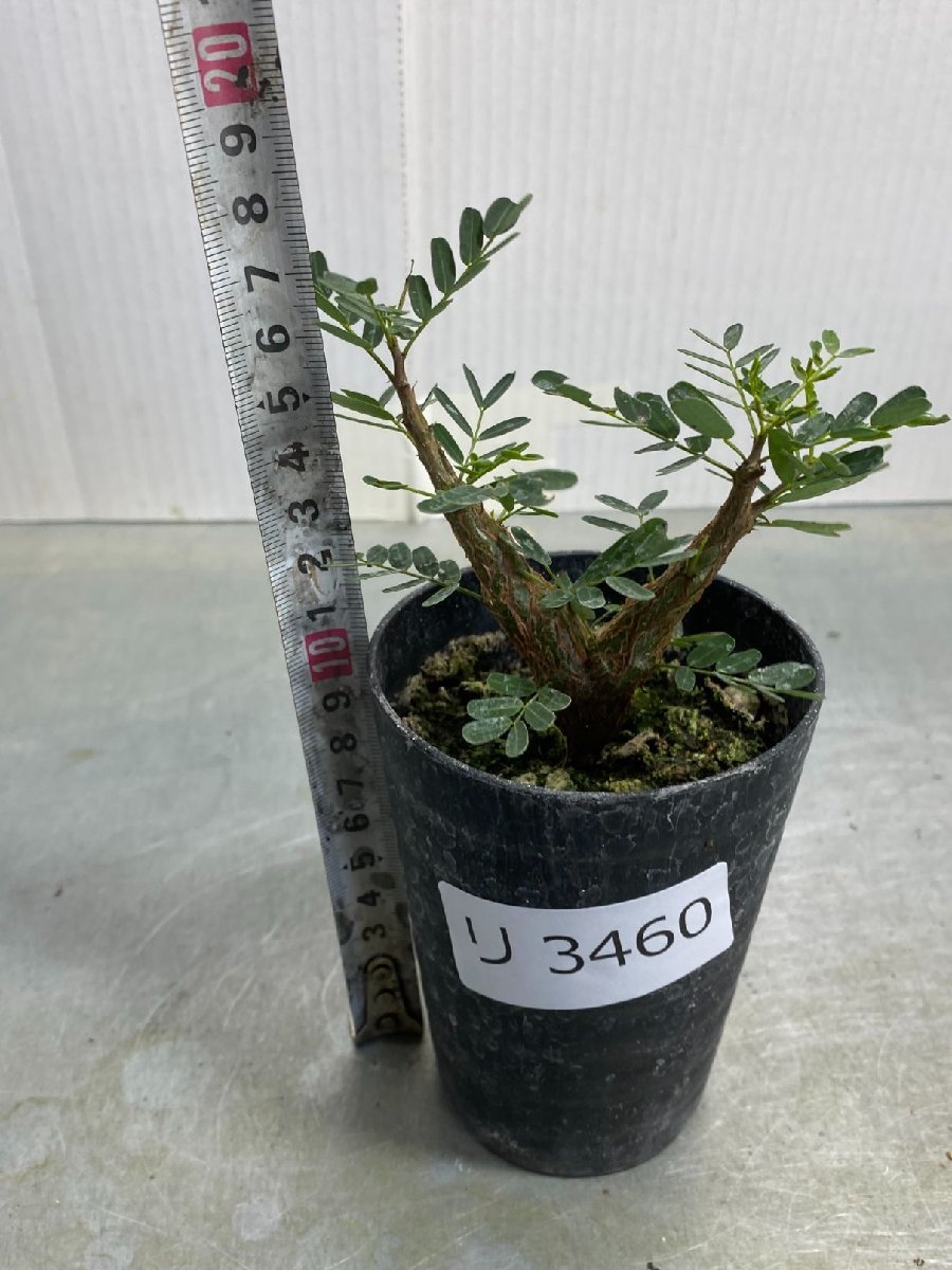 リ3460 「実生株」センナ メリディオナリス【種から発芽！・発根