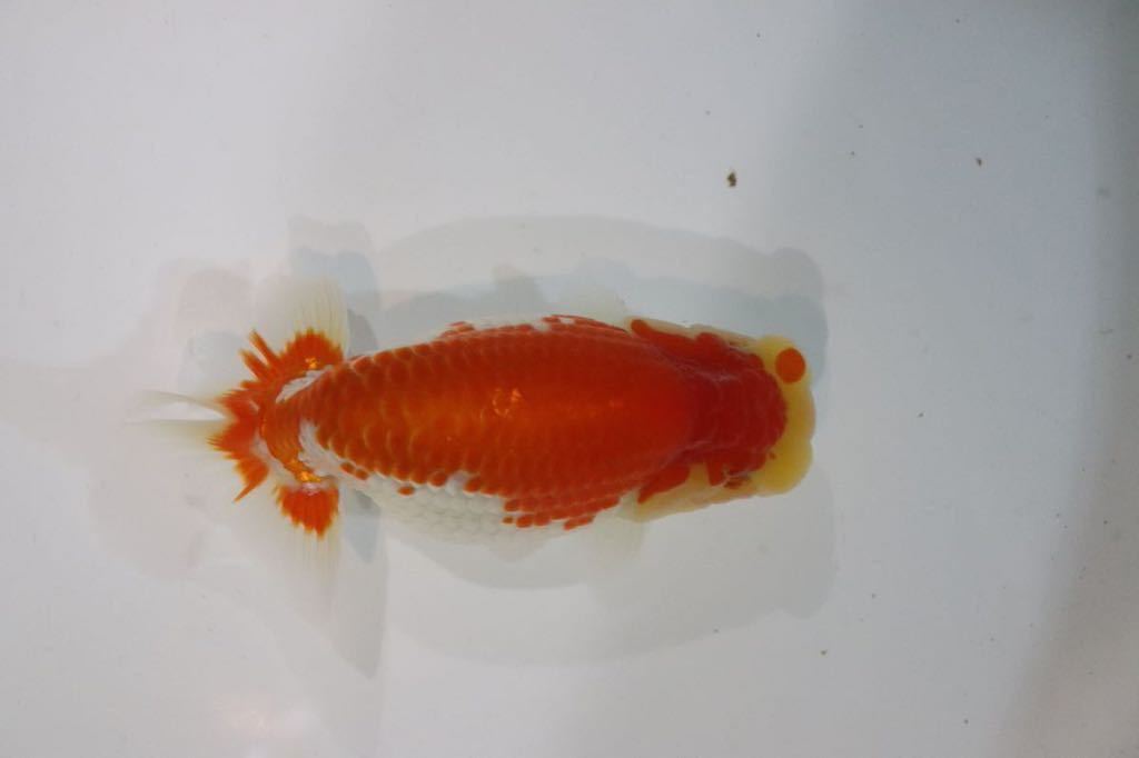 定番人気，100%新品 守丸 らんちゅう 当歳③ メス 約13cm(らんちゅう)｜売買されたオークション情報、yahooの商品情報をアーカイブ公開 - オークファン らんちゅう