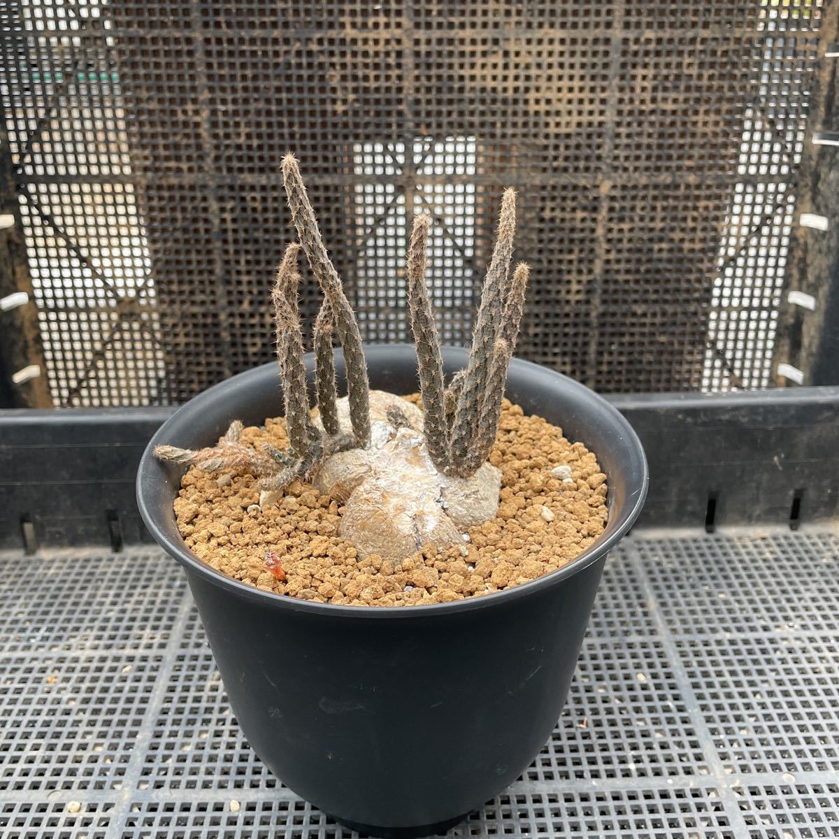 黒竜 塊根植物 サボテン Pterocactus tuberosus