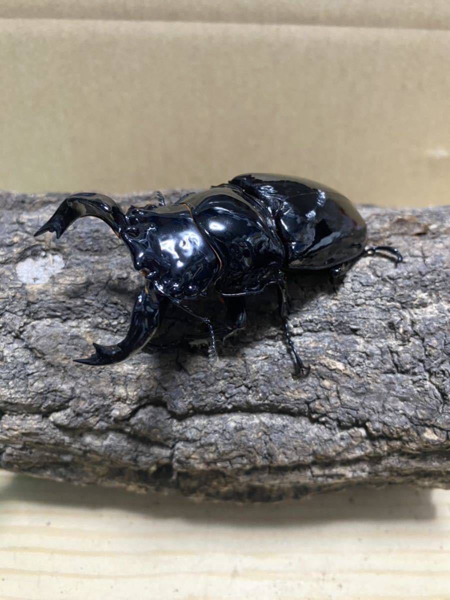 No24】タランドゥスオオツヤクワガタ♂76.8×♀53.1 ペア タランドゥス