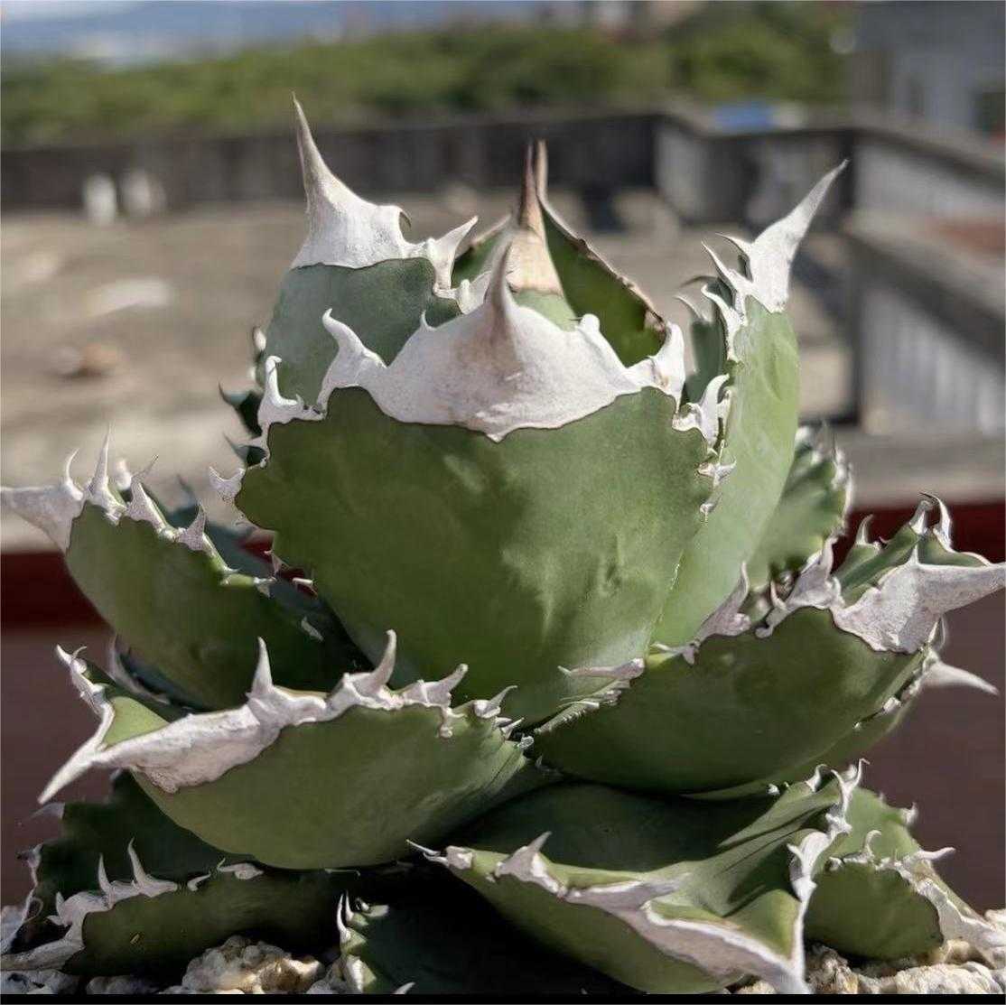 実生厳選】E39 アガベ チタノタ 無名 実生厳選 agave titanota no name