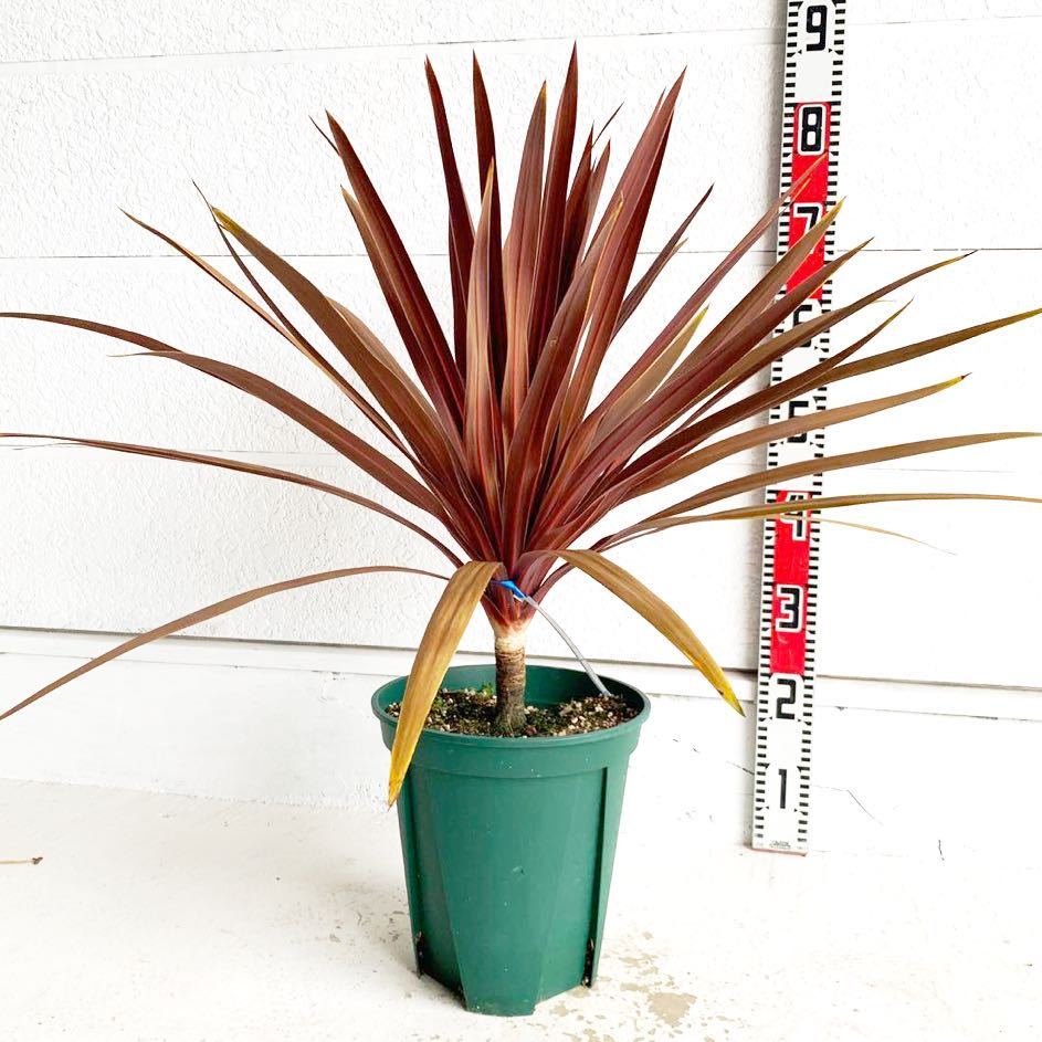 赤ドラセナ ポット 約70cm ヤシの木 ココスヤシ ガーデニング ニオイ