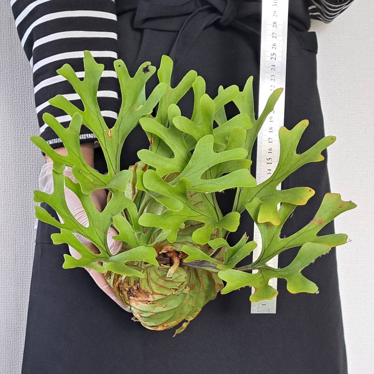 ☆1円スタート☆138 ビカクシダ 植物☆Platycerium ridleyi (プラティケリウム リドレイ)Center Borneo Wild/麋角羊歯