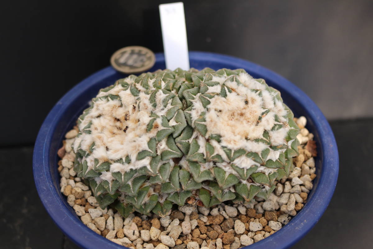 Y-3 黒牡丹 ＊サボテン 多肉植物 アリオカルプス ロゼオカクタス