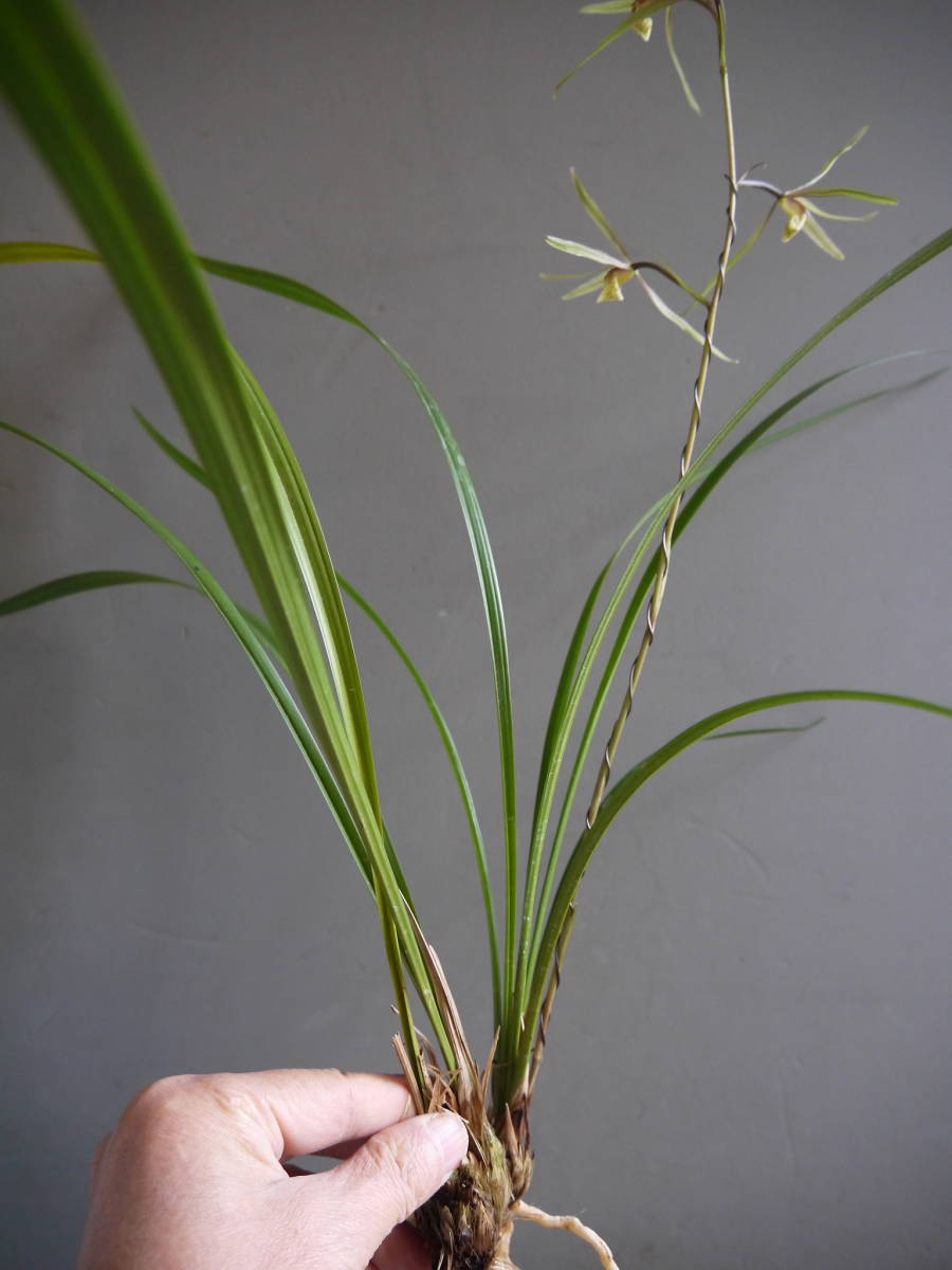 ◎ 土佐寒蘭 名の浦産 （更紗 大輪） 無銘 花付(ラン)｜売買された