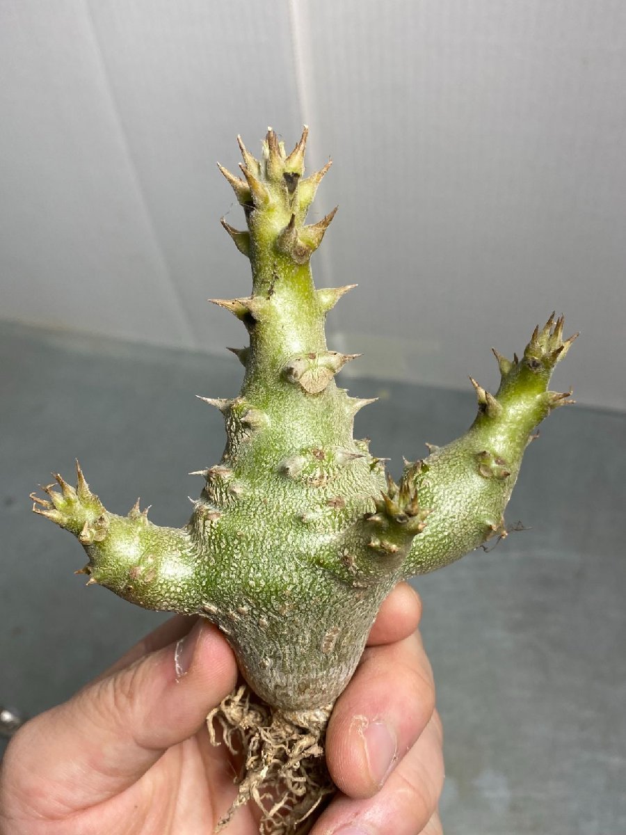 ワ5199 「実生」パキポディウム ウィンゾリ 抜き苗 丸株【最新到着