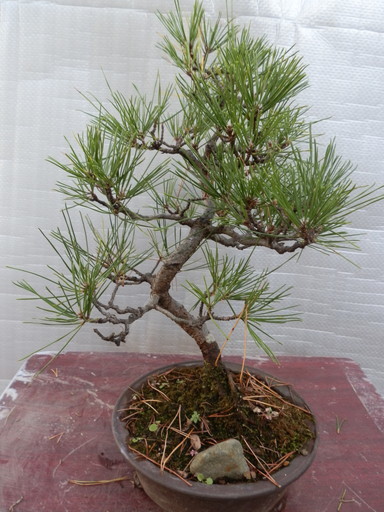 黒松盆栽 模様木 樹高40cm 【公式通販】