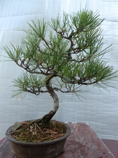 黒松盆栽 模様木 樹高40cm 【公式通販】