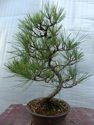 黒松盆栽 模様木 樹高40cm 【公式通販】