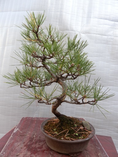 黒松盆栽 模様木 樹高40cm 【公式通販】