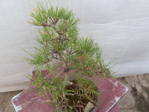 黒松盆栽 模様木 樹高40cm 【公式通販】