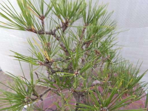 黒松盆栽 模様木 樹高40cm 【公式通販】