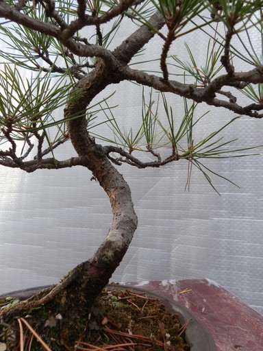 黒松盆栽 模様木 樹高40cm 【公式通販】