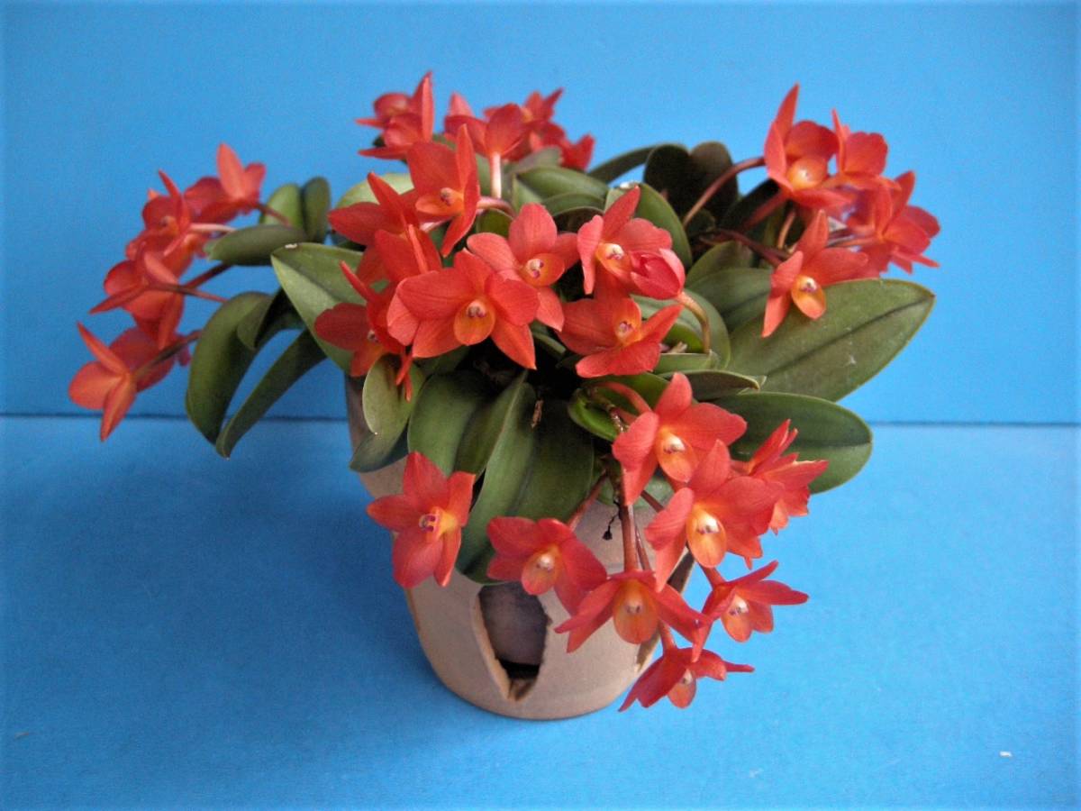 洋蘭原種 カトレア C （S）cernua x sib cernua カトレア aurea 洋蘭