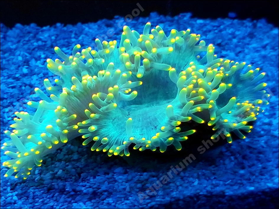 トランペットコーラルの値段と価格推移は 48件の売買情報を集計したトランペットコーラルの価格や価値の推移データを公開