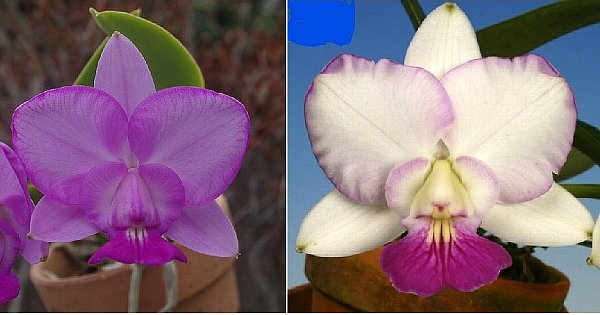 洋蘭カトレア原種 c.walkeriana 雫の個体系実生株 CP苗 洋蘭